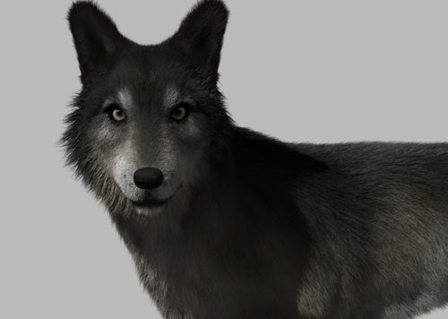 狼 北美灰狼 灰狼