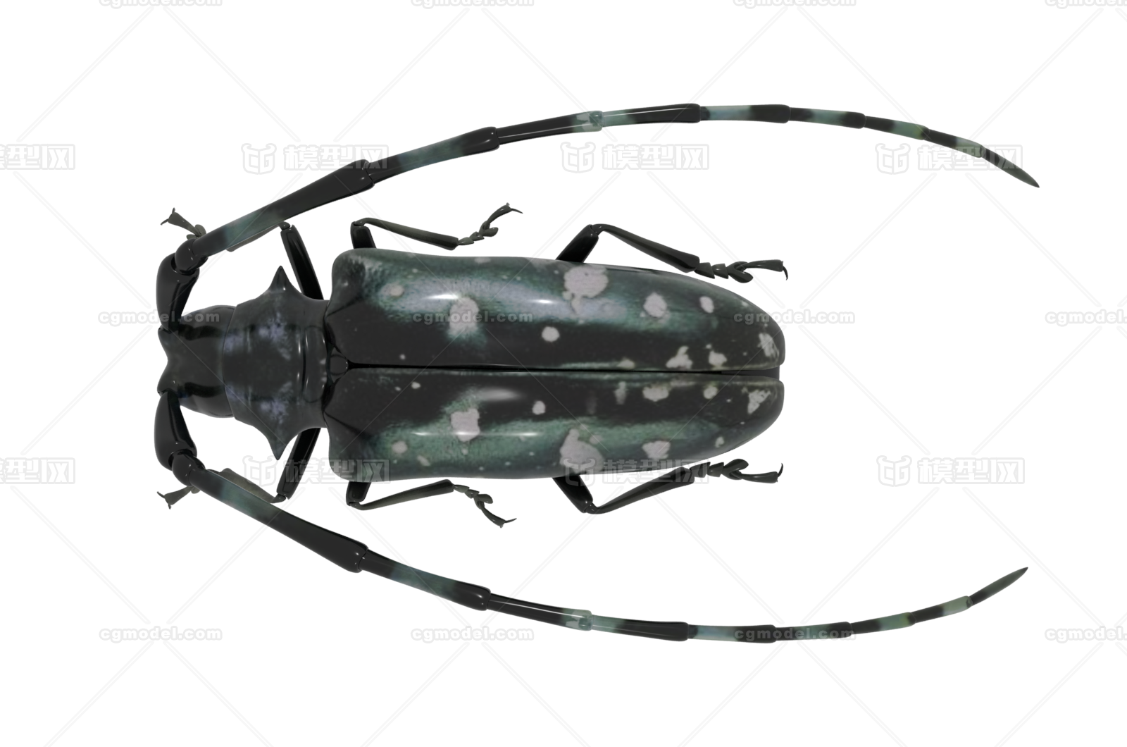 星天牛 橘星天牛 牛头夜叉 花牯牛 花夹子虫 虫子 Cg模型网 Cgmodel 三维设计师交流互动平台 专注多品类3d模型下载 原创作品分享 软件学习