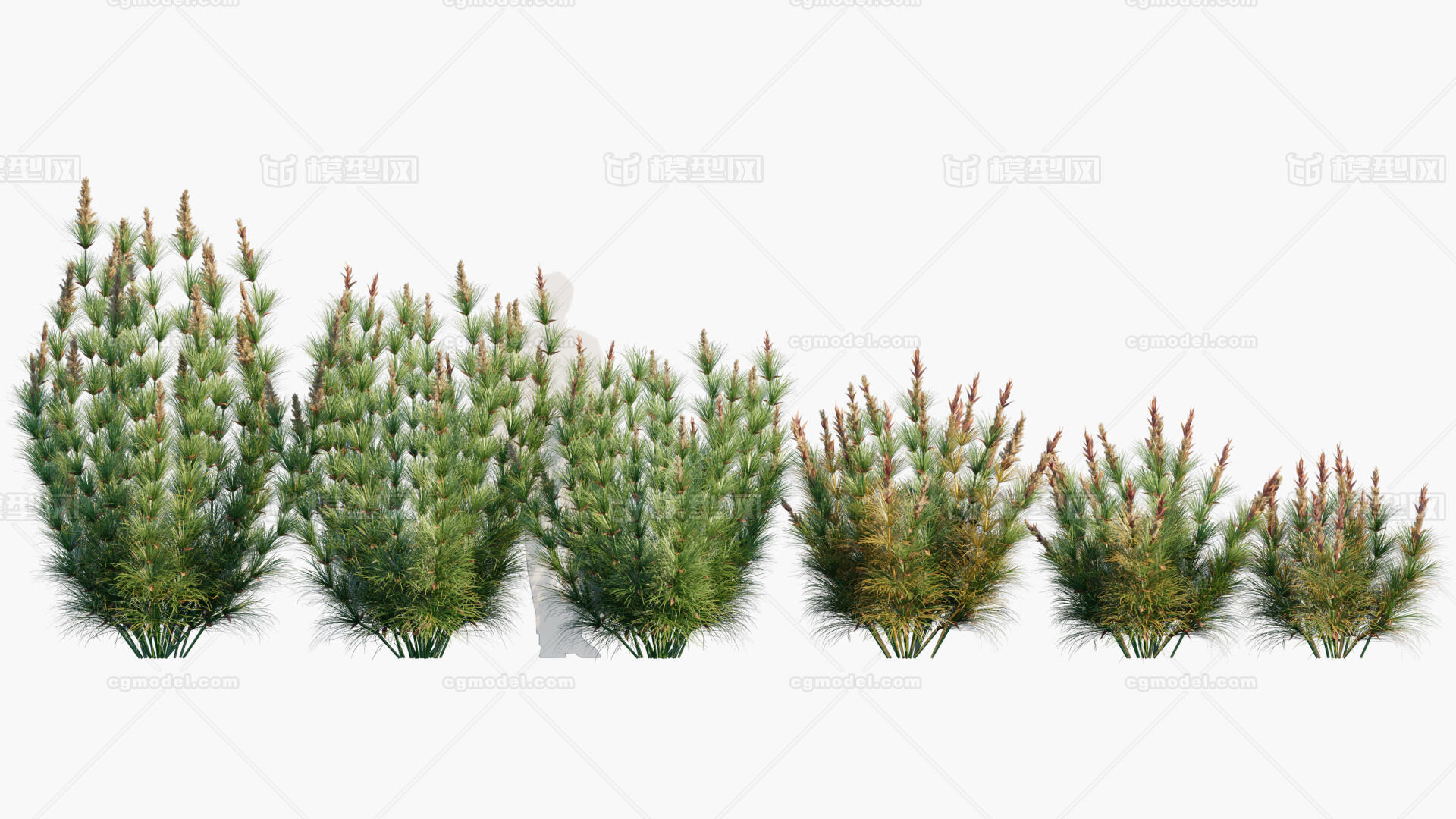 羊耳草 会开花的草 河边草 滨草 湿地草模型-草类模型库-3ds Max(.max)模型下载-cg模型网
