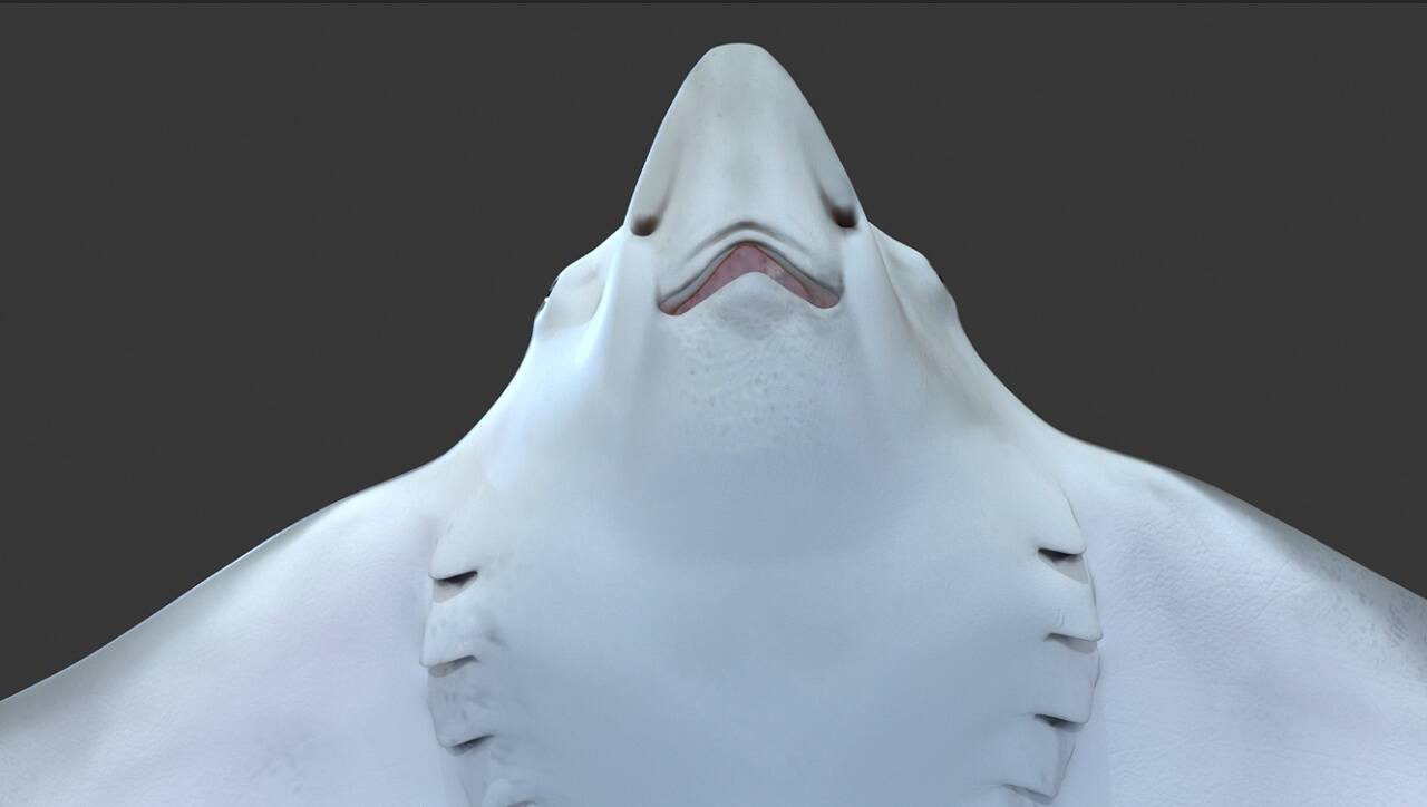 微笑的海洋天使鳐鱼