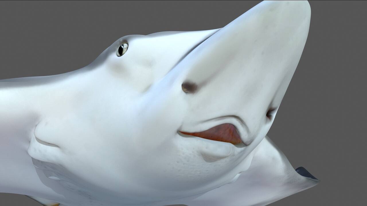 微笑的海洋天使鳐鱼