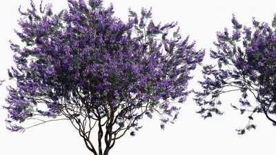 蓝花楹 蓝花树 花树 景观植物