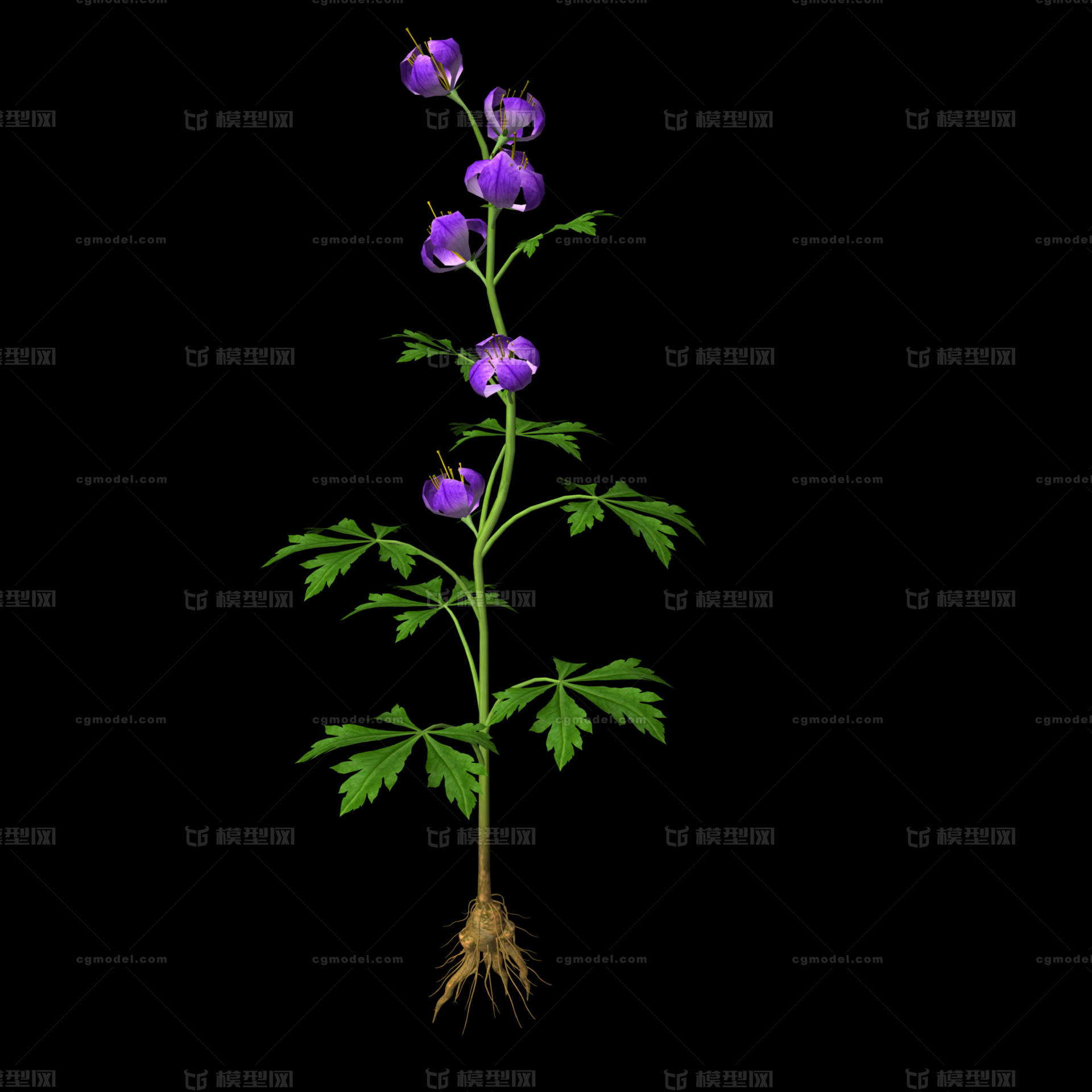 中草药 草乌模型-草类模型库-Maya(.ma/.mb)模型下载-cg模型网
