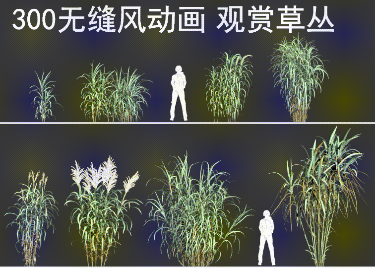 8种300帧无缝风动画观赏草丛 公园湿地沼泽花境模型-草类模型库-3ds Max(.max)模型下载-cg模型网