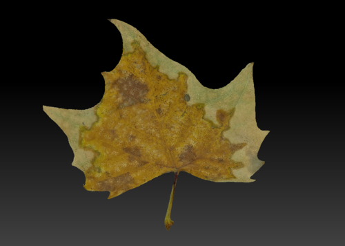 【扫描资产】枯叶 落叶 叶子 双面正反 特写 写实