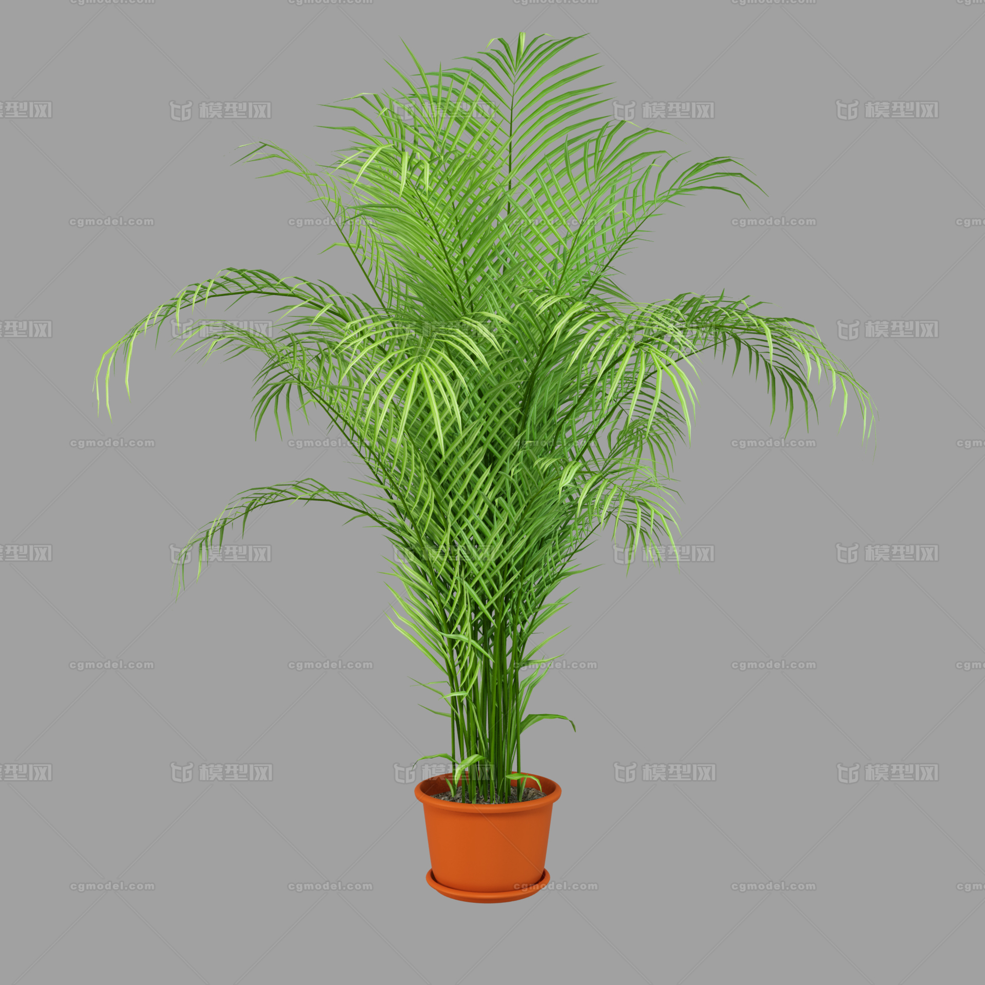 盆栽植物 凤尾竹模型-花卉模型库-3ds Max(.max)模型下载-cg模型网