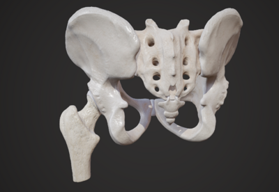 次世代 髋部 盆骨 骨盆 骨 髋骨 骨盆 股骨头 人体器官 骨骼 髋骨