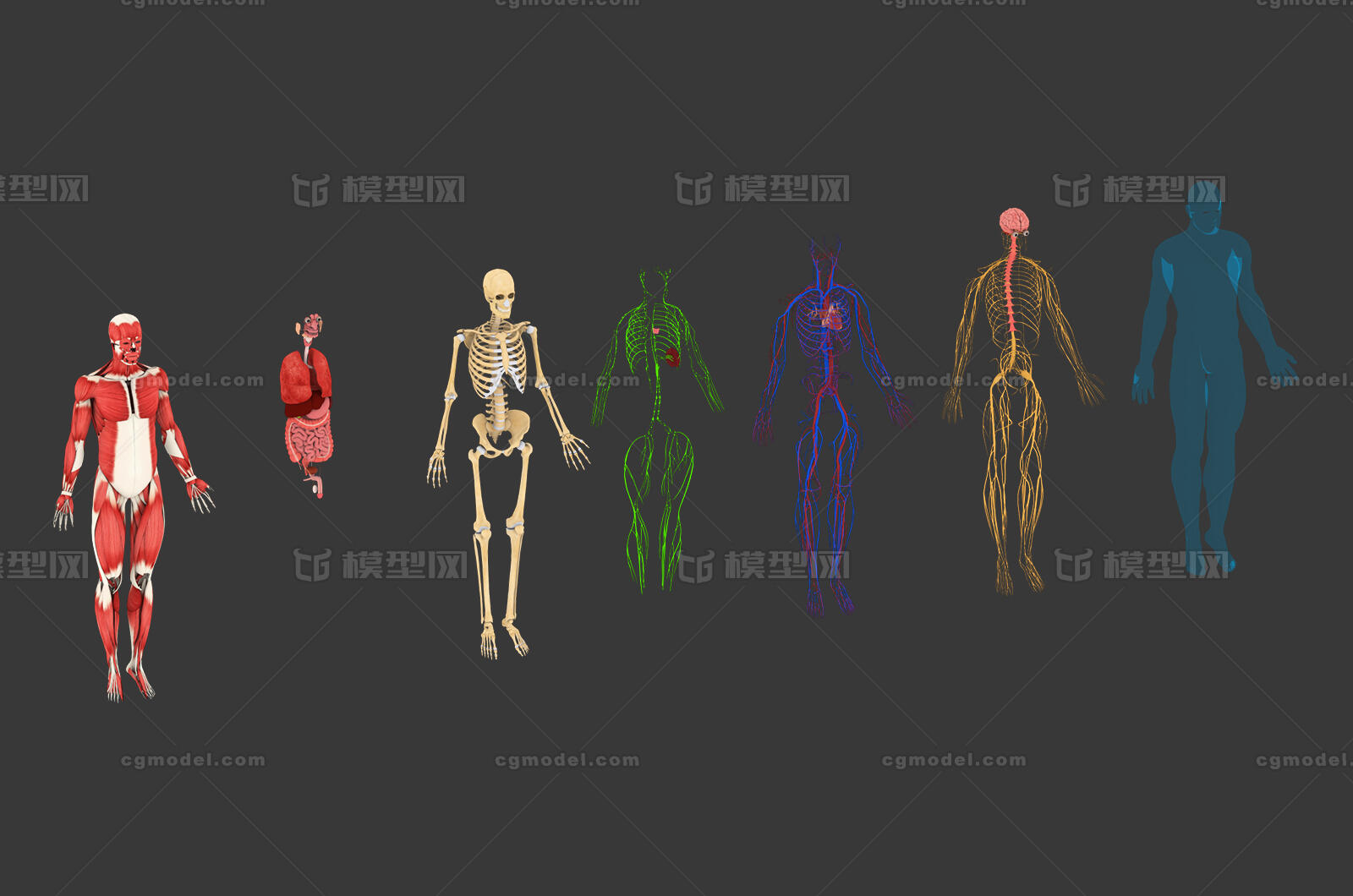 人体心脏 心肝脾肺肾模型-人体器官/组织模型库-3ds Max(.max)模型下载-cg模型网