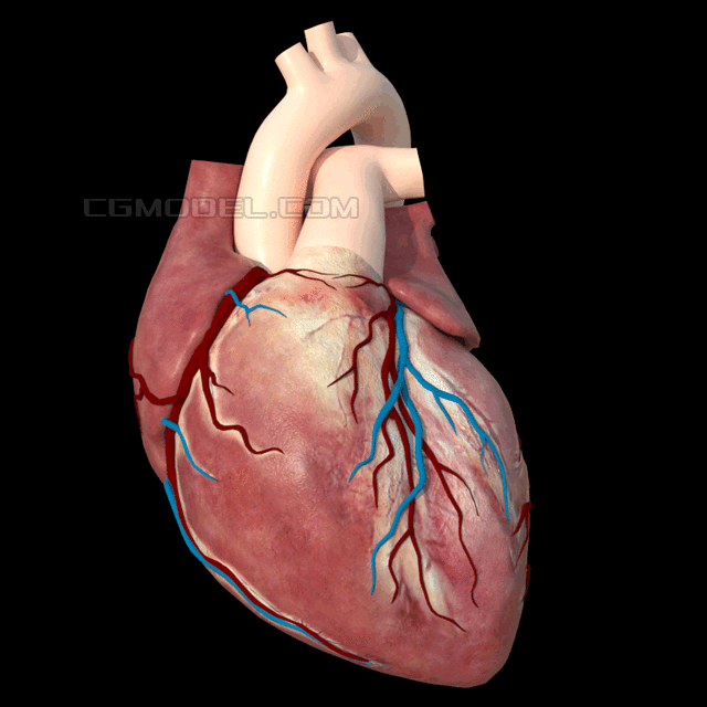 心脏跳动 心脏模型 人类心脏 解剖 医学器官模型