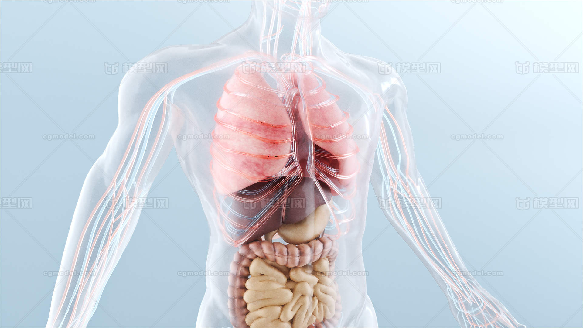 人体 内脏 医疗 透视 医学 器官 注射 行走hhd作品 人物人体器官人物人体器官 Cg模型网 人体 内脏 医疗 透视 医学 器官 注射 行走hhd作品 人物人体器官人物人体器官 Cg模型网