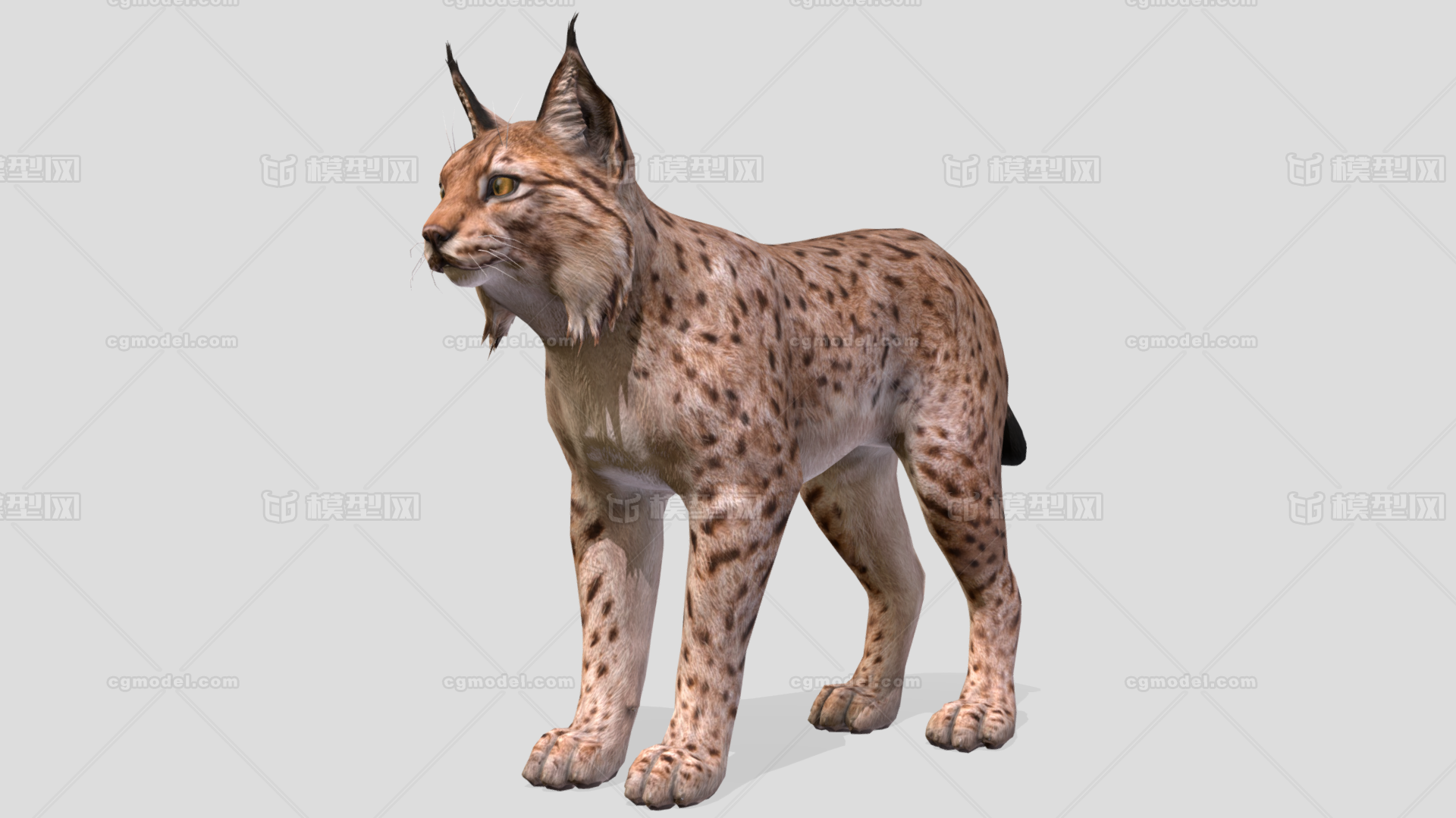 猞猁 爬行动物模型-哺乳模型库-FBX(.fbx)模型下载-cg模型网