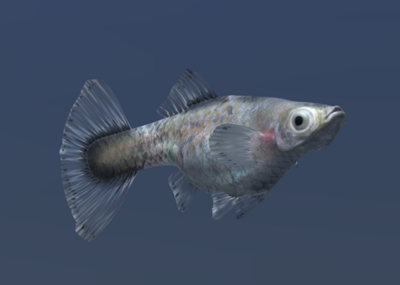 古比鱼 孔雀鱼模型-鱼类模型库-3ds Max(.max)模型下载-cg模型网