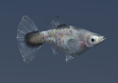古比鱼 孔雀鱼模型-鱼类模型库-3ds Max(.max)模型下载-cg模型网