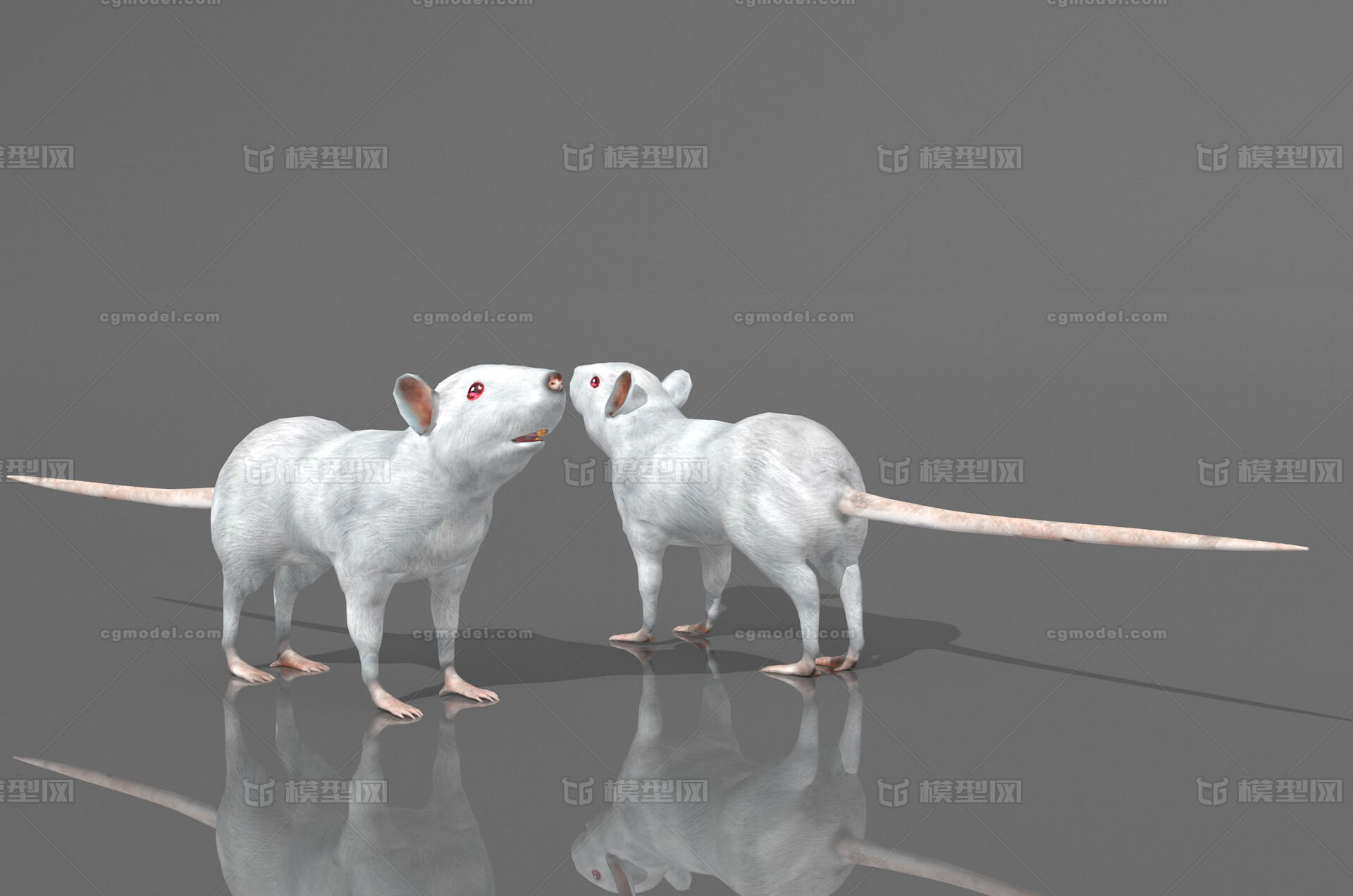 白鼠 实验室小白鼠模型-哺乳模型库-3ds Max(.max)模型下载-cg模型网