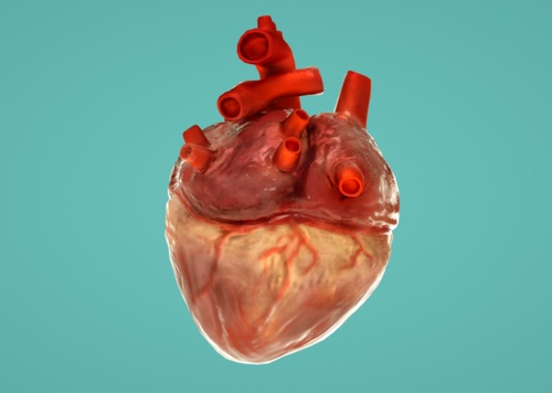 心脏跳动动画   heart  心 器官 心脏模型   医学