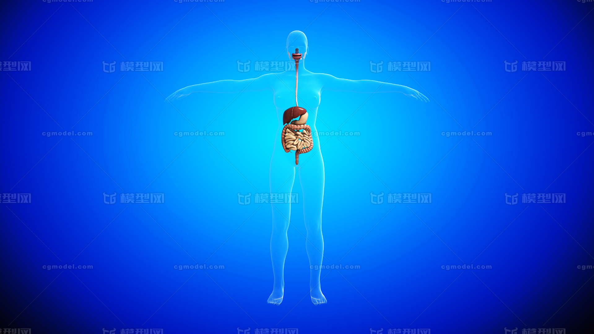 人体模拟素材-人体模拟图片-人体模拟素材图片下载-觅知网