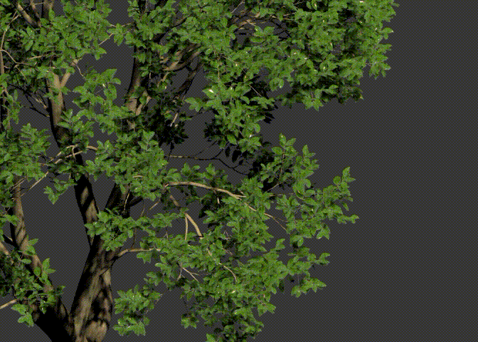 动态景观树300帧无缝风动画 丛生孤植树模型-树木模型库-3ds Max(.max)模型下载-cg模型网