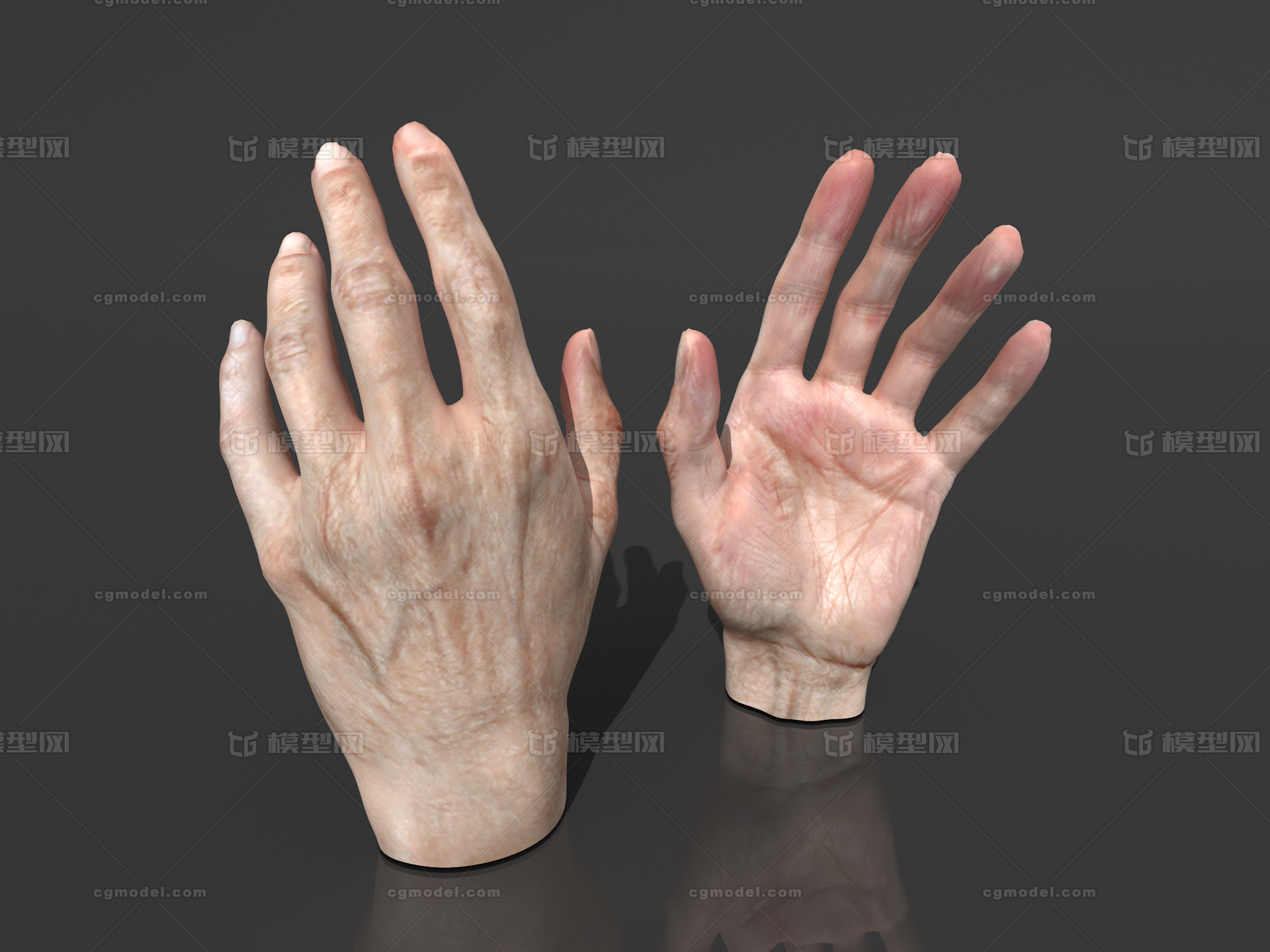 写实手手解剖手掌手指老人手男性手女人手手掌内模型 人体器官模型库 Obj Obj Mtl 模型下载 Cg模型网