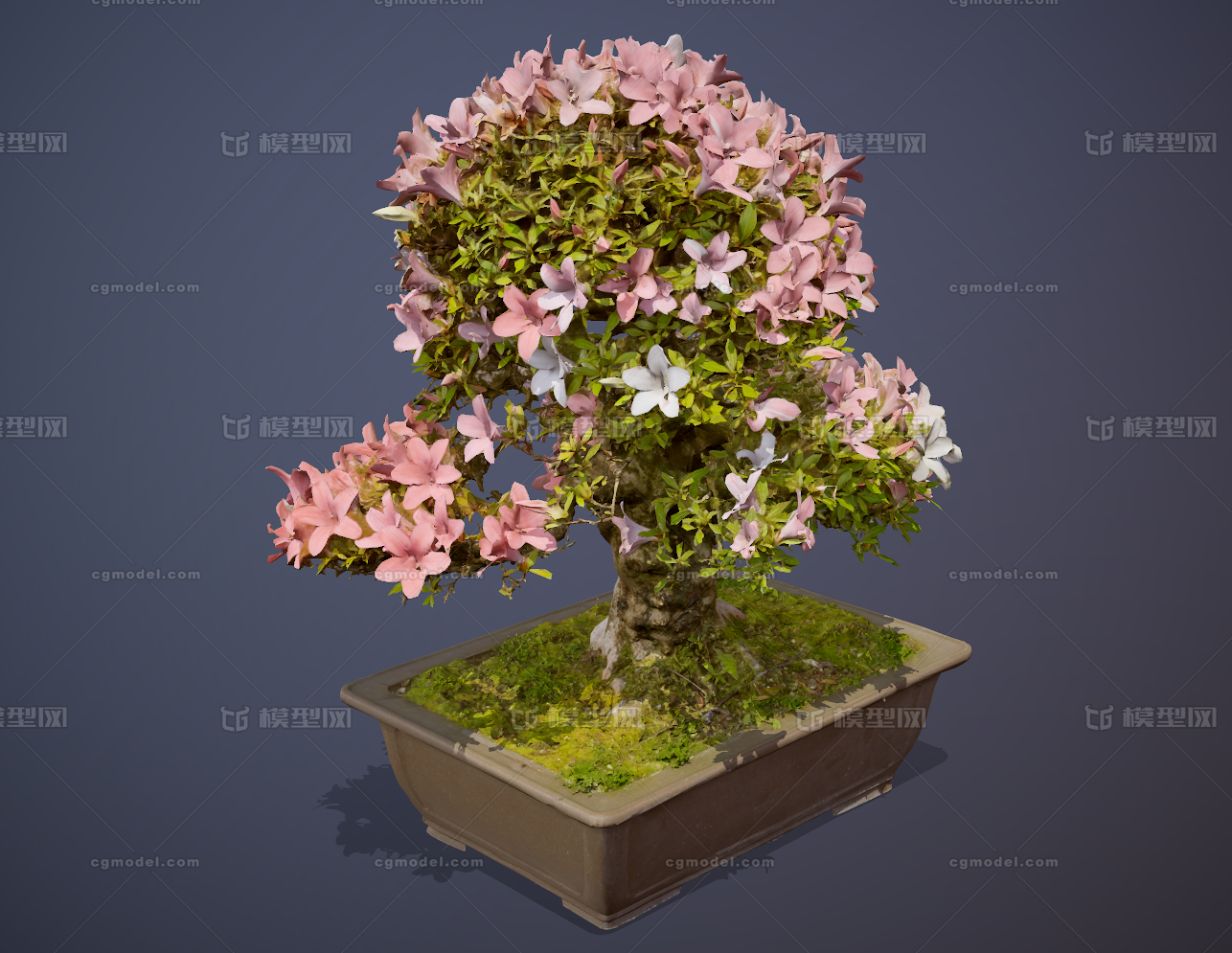 盆栽松树 花草树木模型-树木模型库-Marmoset Toolbag(.tbscene/.tbmat)模型下载-cg模型网