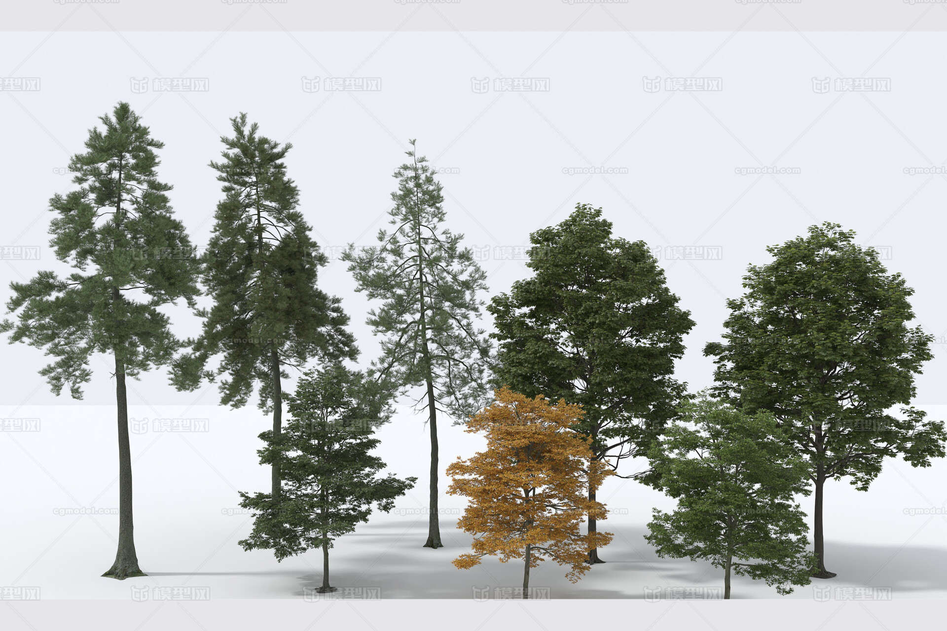 参天大树 大树模型-树木模型库-3ds Max(.max)模型下载-cg模型网