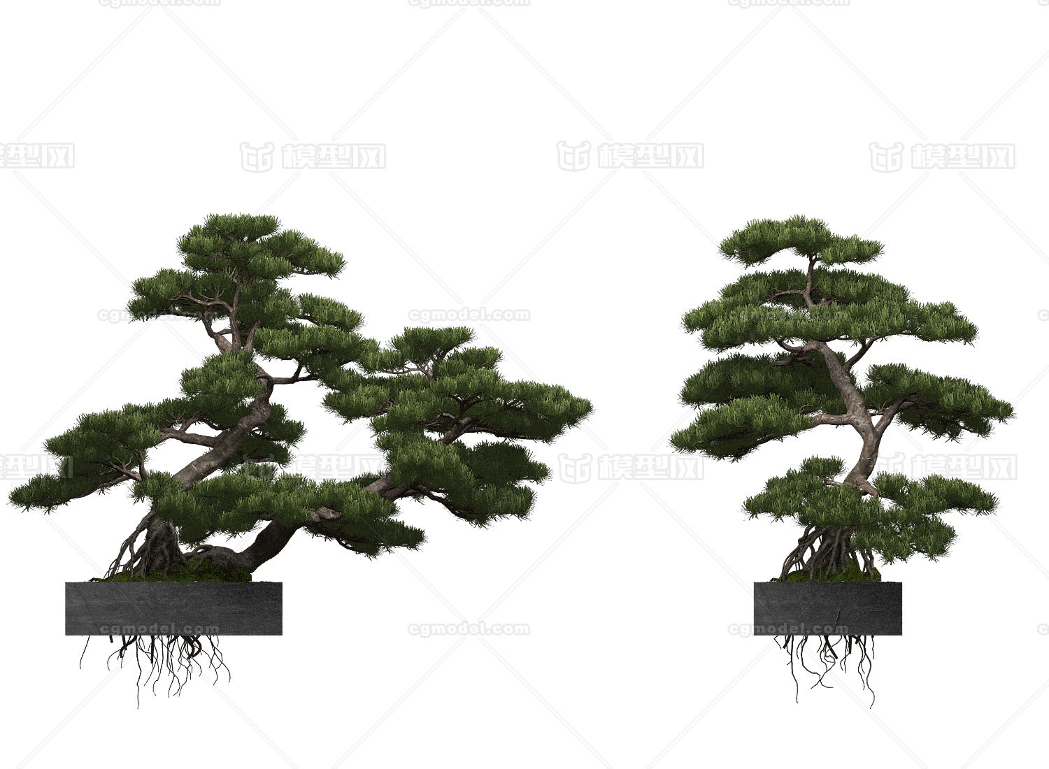 松树 盆栽模型-树木模型库-3ds Max(.max)模型下载-cg模型网