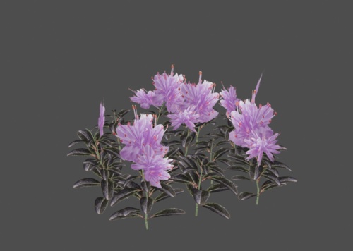 毛毡杜鹃,植物,花,草