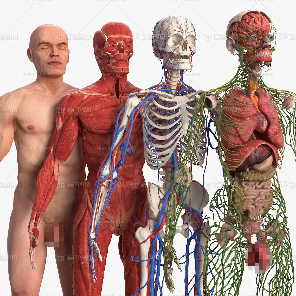 男性全身解剖和皮肤人体解剖男性解 Ghhibf作品 人物男人人物男人 Cg模型网