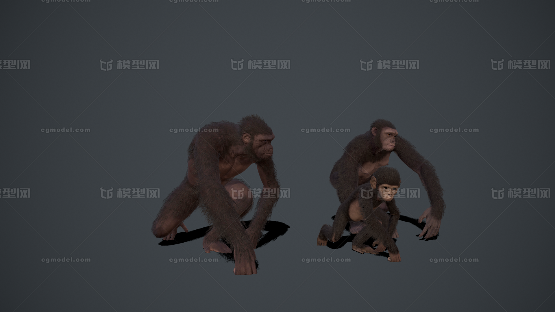 猿猴 人猿模型-哺乳模型库-3ds Max(.max)模型下载-cg模型网