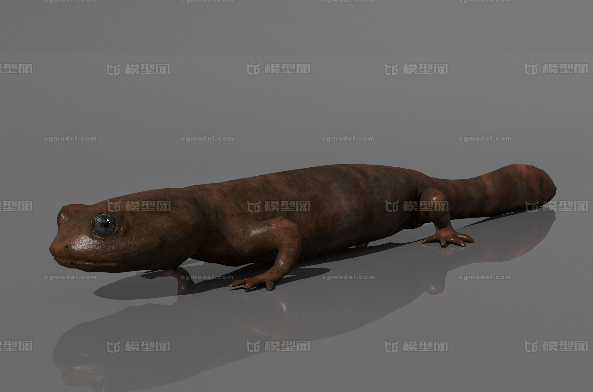 山溪鲵 小鲵模型-两栖模型库-3ds Max(.max)模型下载-cg模型网