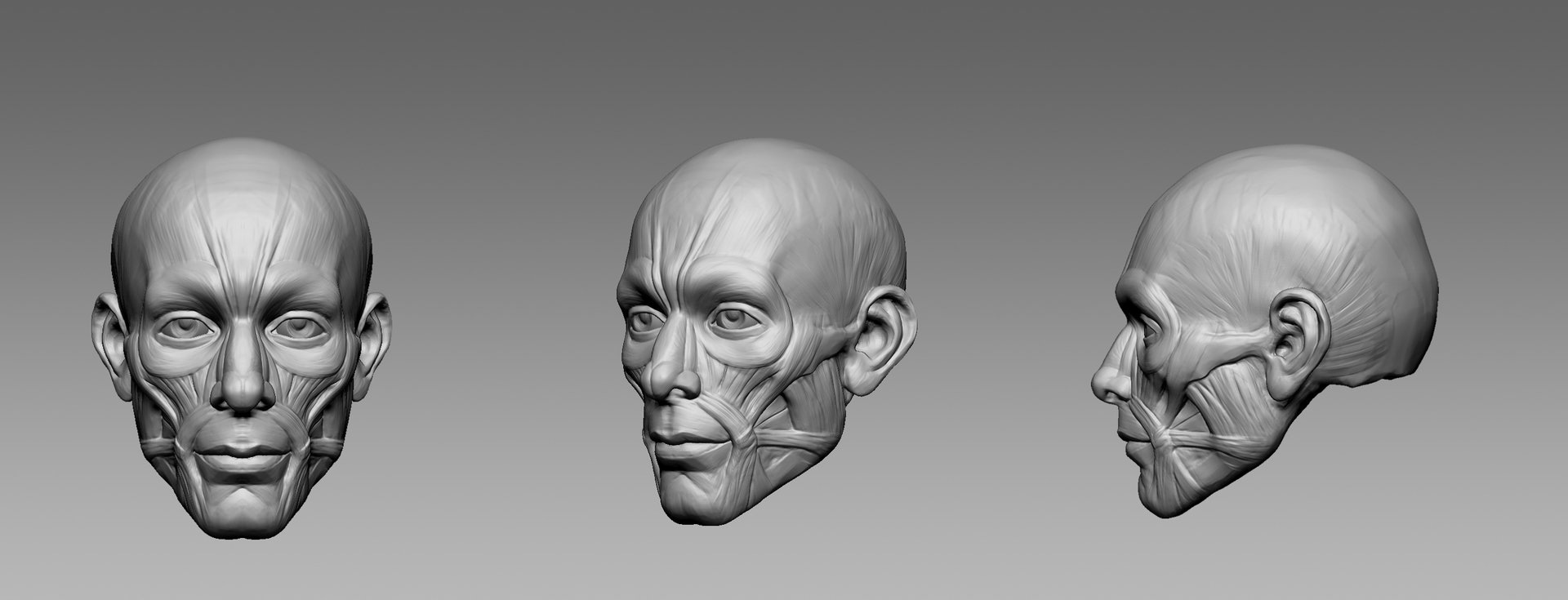 人头肌肉练习模型 - 角色/人物/生物 - 作品模型 - CG模型网