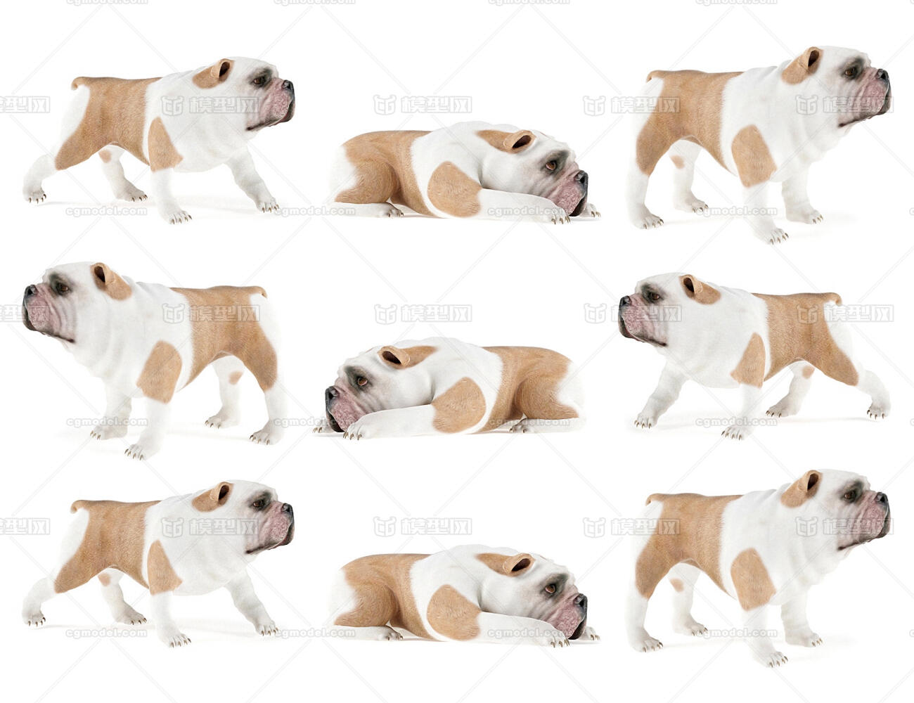 狗犬家禽动物牲畜宠物宠物狗 Ztysdhr111作品 动物哺乳动物哺乳 Cg模型网