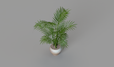 室内装饰盆栽：凤尾竹C4D模型模型-草类模型库-Cinema 4D(.c4d)模型下载-cg模型网