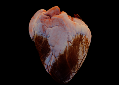 心脏 新鲜写实***高面数扫描心脏模型-器官模型库-3ds Max(.max)模型下载-cg模型网