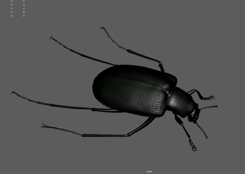 max)0620双龙翅膀,翅膀,手绘翅膀,高级