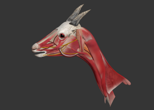 羊头 羊头肌肉 羊解刨