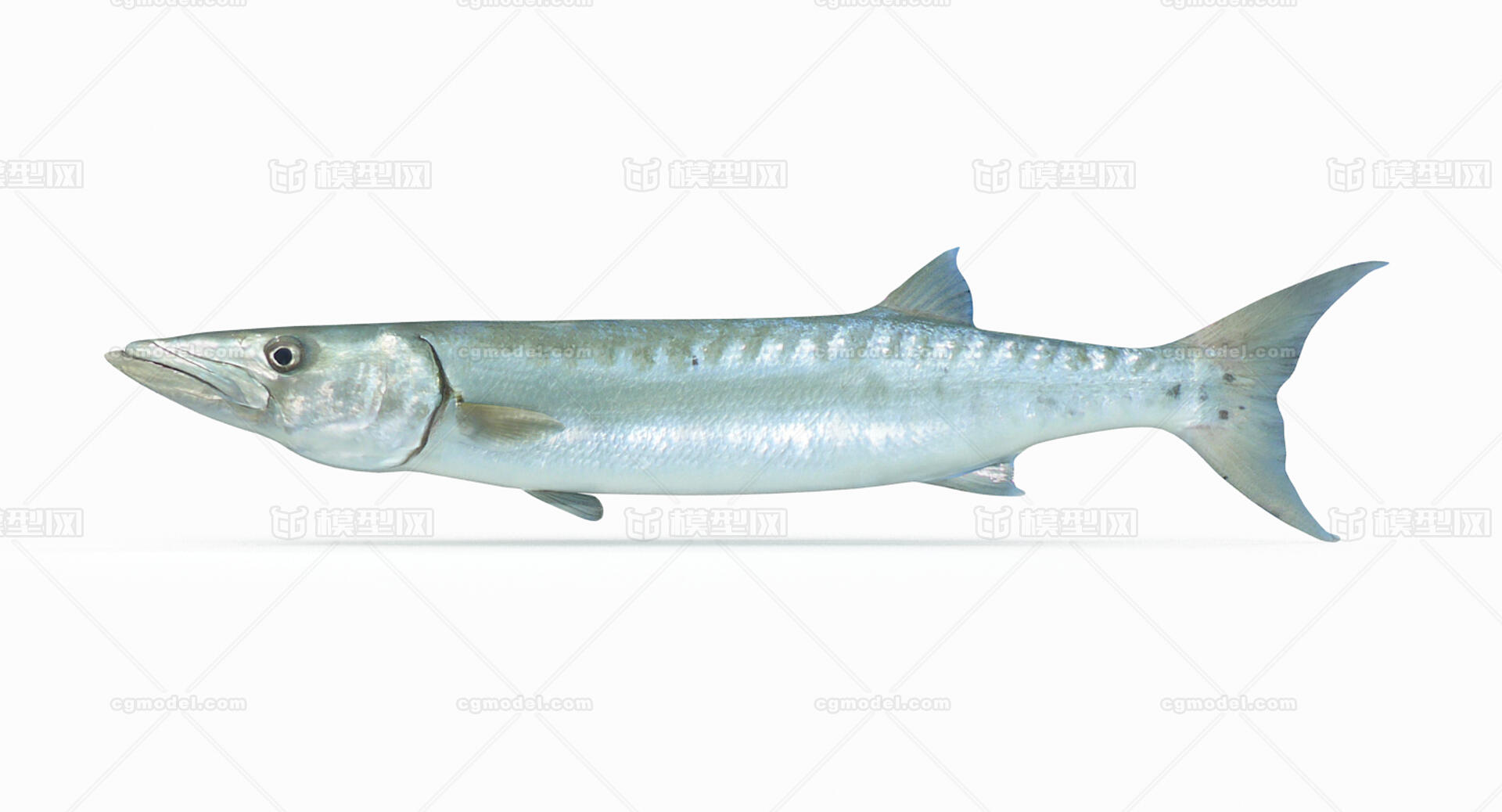梭子鱼鱼 库存照片. 图片 包括有 五颜六色, 深深, 敌意, 蓝色, 黑暗, 本质, 盐水, 背包, 海洋 - 36100786