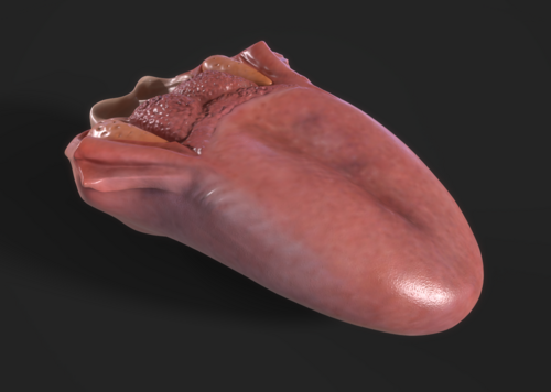 舌头舌面解剖模型舌解剖学舌背肌性器官模型-人体器官模型库-3ds Max