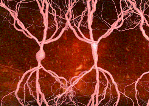 醫學動畫 神經信息傳遞 人體神經 神經節 神經元 神經細胞 神經膠質