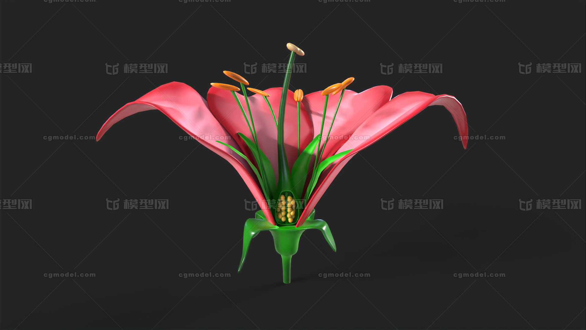 花的解剖 花朵模型-花卉模型库-3ds Max(.max)模型下载-cg模型网