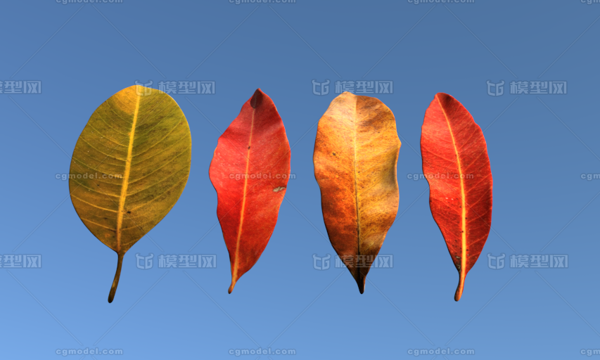 3DMAX树叶 FBX秋天树叶写实CG资源下载模型-树木模型库-3ds Max(.max)模型下载-cg模型网