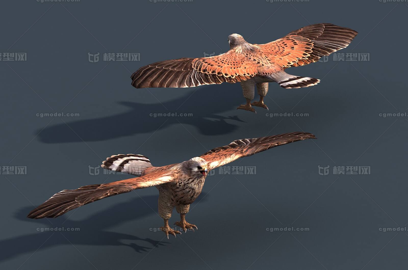 写实 鹰隼模型-飞禽模型库-FBX(.fbx)模型下载-cg模型网
