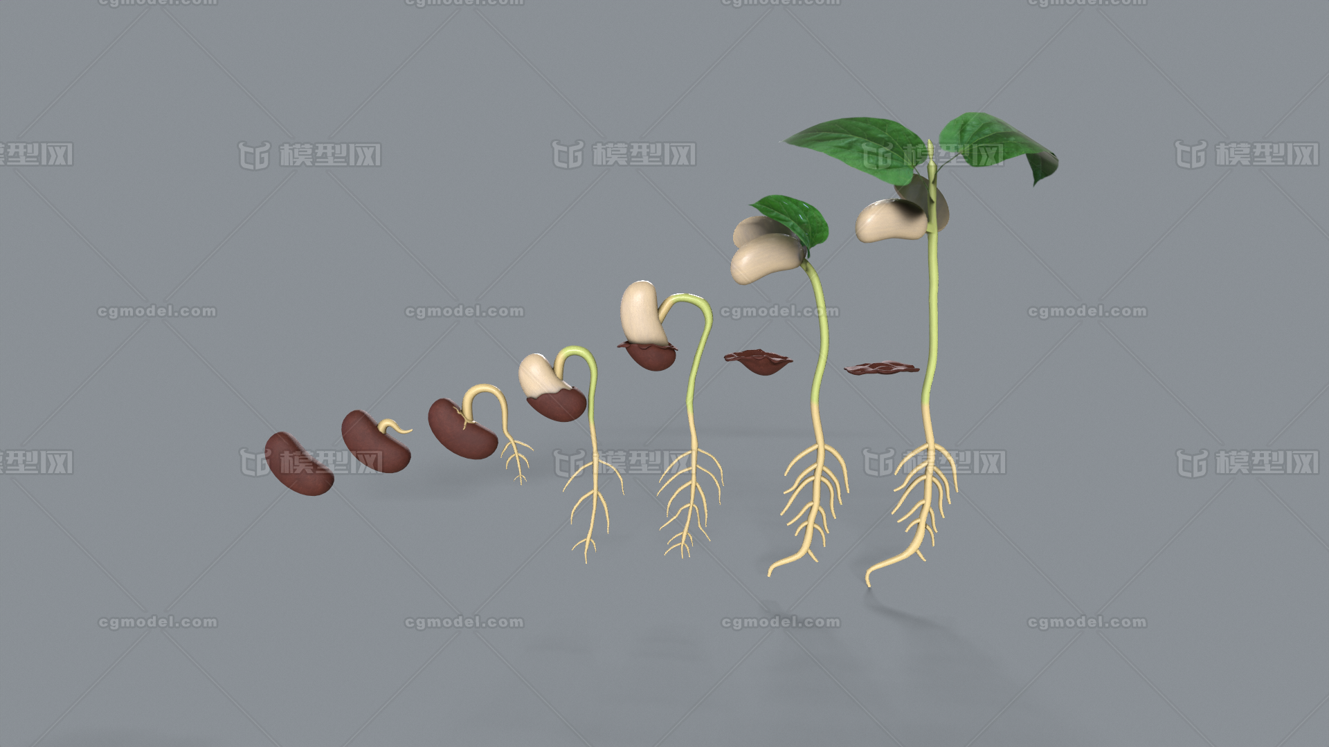 植物生长过程套图滴水观音种子萌芽长大绿叶图片素材-编号31034343-图行天下
