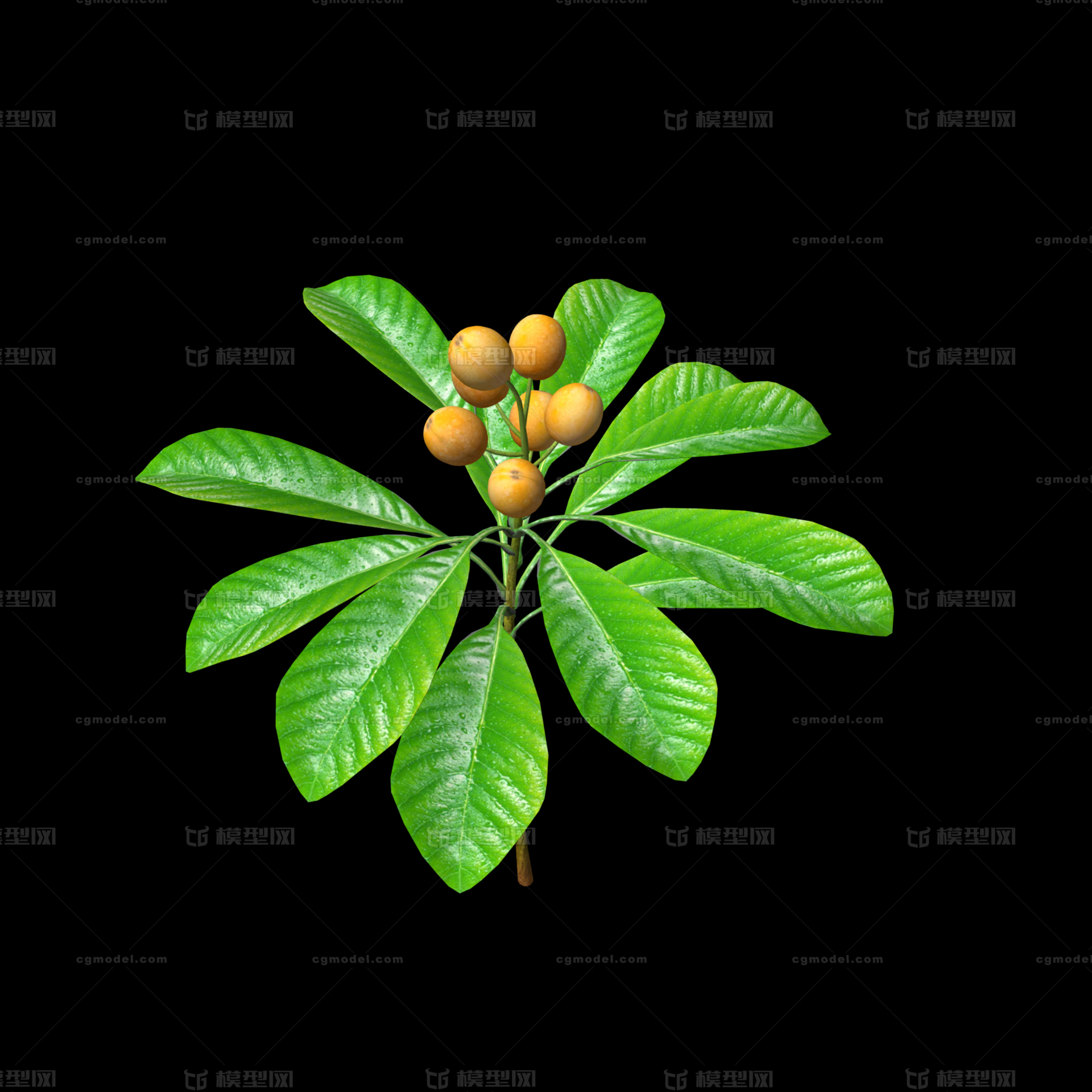 中草药 枇杷叶模型-草类模型库-Maya(.ma/.mb)模型下载-cg模型网