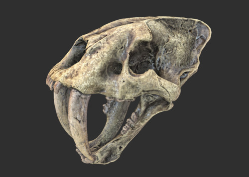 剑齿虎化石骨头图片
