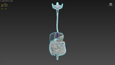 人体消化系统 医用模型模型-器官模型库-3ds Max(.max)模型下载-cg模型网
