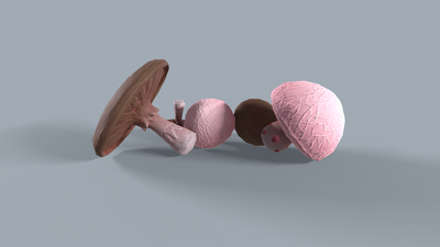 蘑菇 真菌模型-真菌模型库-3ds Max(.max)模型下载-cg模型网