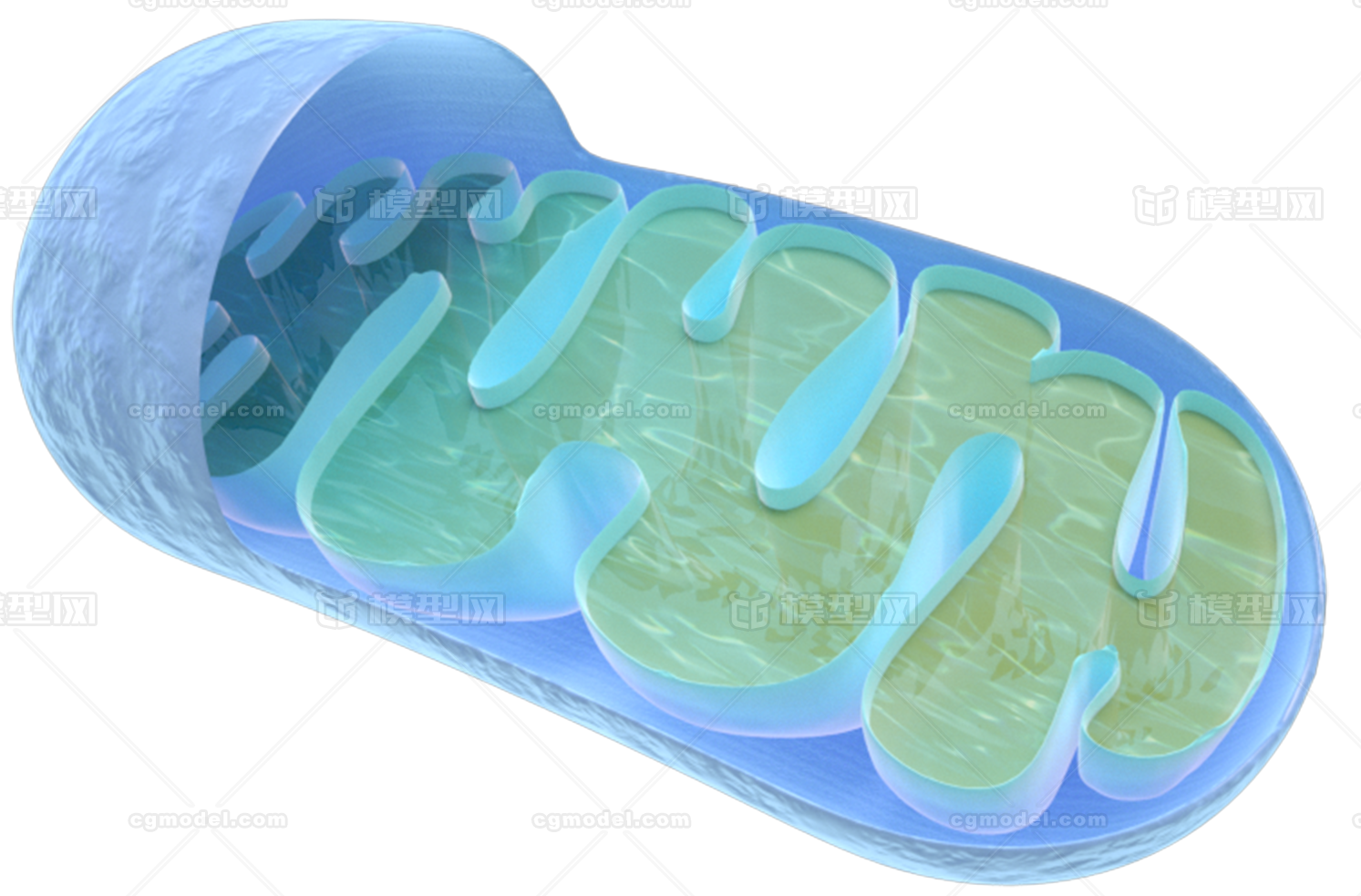 细胞结构之线粒体模型-细胞模型库-Cinema 4D(.c4d)模型下载-cg模型网