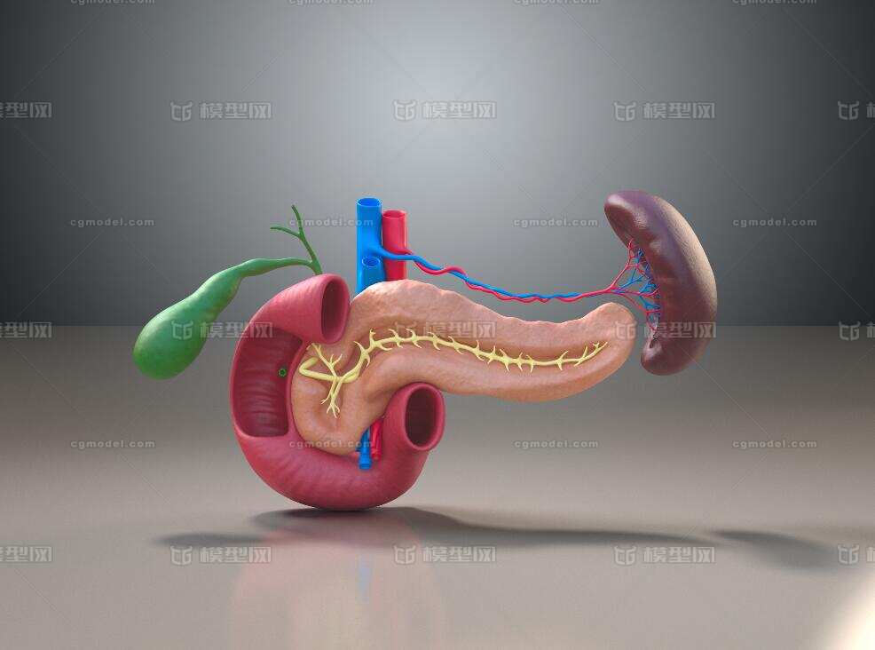 现代胰腺 胰脏模型-人体器官/组织模型库-3ds Max(.max)模型下载-cg模型网