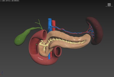现代胰腺 胰脏模型-人体器官/组织模型库-3ds Max(.max)模型下载-cg模型网