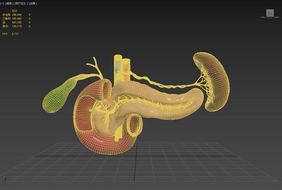 现代胰腺 胰脏模型-人体器官/组织模型库-3ds Max(.max)模型下载-cg模型网